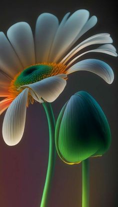 two white flowers with green stems in front of a black background and one flower has an orange center