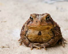 a toad sitting on the ground looking at the camera