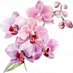 pink orchids on a white background