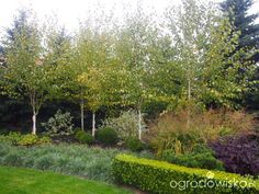 the garden is full of trees and shrubs