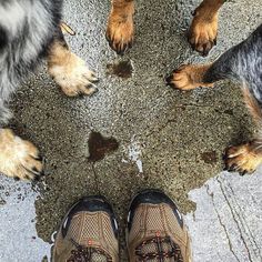 two dogs standing next to each other with their feet on the ground