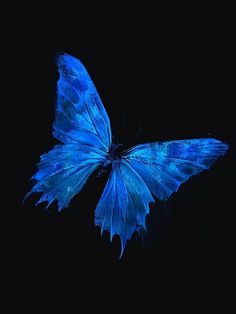 a blue butterfly flying in the dark