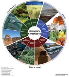 a wheel diagram showing the different stages of conservation