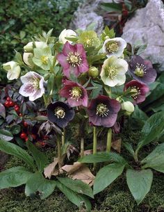 a bunch of flowers that are sitting in the grass near some rocks and plants with green leaves on them