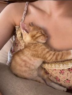 an orange cat laying on top of a woman's chest and wearing a bra