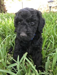 a black puppy sitting in the grass looking at the camera with an alert look on its face