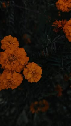 some orange flowers are in the dark