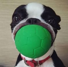 a black and white dog chewing on a green ball