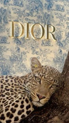 a leopard laying on top of a tree next to a sign that says dior