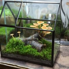 a glass box filled with plants and mushrooms in the middle of a table top area