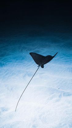 a manta ray swimming in the ocean