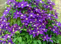 purple flowers growing on the side of a green planter in front of some grass