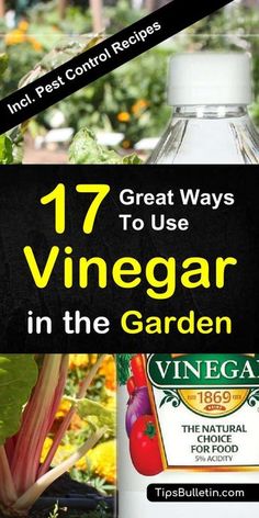 a bottle of vinegar in the garden with text overlay that reads 17 great ways to use vinegar in the garden