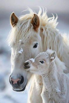 two white horses standing next to each other on a snow covered ground with one horse looking at the camera