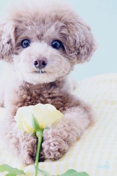 a small dog sitting on top of a bed next to a flower