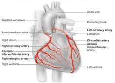 the anatomy of the heart and its major vessels, including the coronary arterys