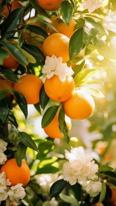 an orange tree filled with lots of ripe oranges and white flowers on top of it