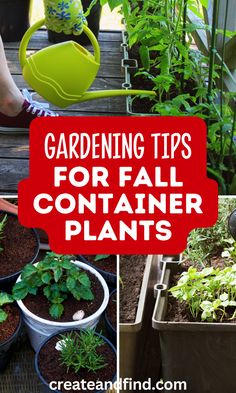 Fall container gardening tips. Fall Container Gardens Vegetables, Shade Plants Container, Fall Container Plants, Winter Container Gardening, Fall Container Gardens, Fall Containers, Heirloom Vegetables