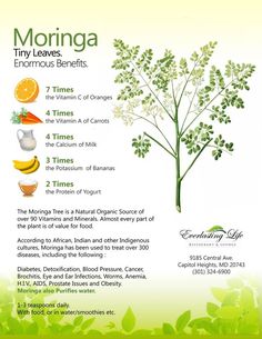 Moringa Tree, Healing Herbs, Health Info, Natural Medicine, Health Remedies