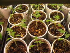 many small pots with plants growing in them