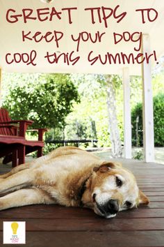 a brown dog laying on top of a wooden floor next to a white sign that says great tips to keep your dog cool this summer