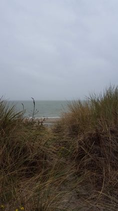 the beach is covered in tall grass and weeds on a gloomy day with an ocean in the background