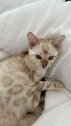 a cat that is laying down on some white sheets in the bed with it's eyes open