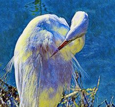 a large white bird standing next to a body of water