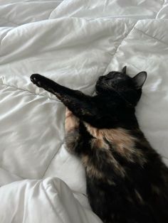 a black cat laying on top of a white comforter