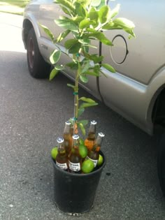 there is a potted plant that has several bottles in it and some limes on the ground