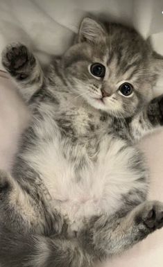 a kitten laying on its back with it's paws up