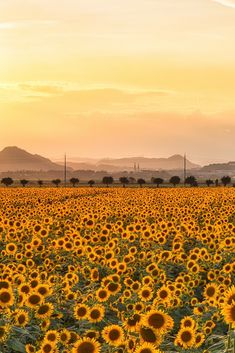 Sunflower, Kasaoka Bayfarm, Okayama, Japan, ひまわり, 笠岡ベイファーム, 岡山 Okayama Japan, Travel Japan, Okayama, Travel Trip, Sunflower, Japan, Travel, Quick Saves