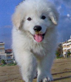 a white dog walking on the beach with his tongue hanging out and it's mouth open