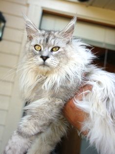 a fluffy cat sitting on top of a person's arm