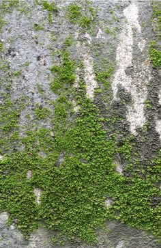 green moss growing on the side of a concrete wall with white and gray paint peeling off