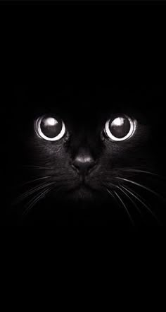 a black cat with glowing eyes looking at the camera in the dark photo by person