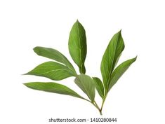 green leafy plant on white background with clipping area for text or image to be removed