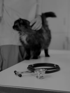 a ferret is being examined by a veterinator in black and white photo