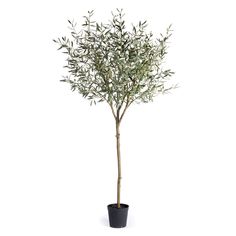 an olive tree in a black pot on a white background