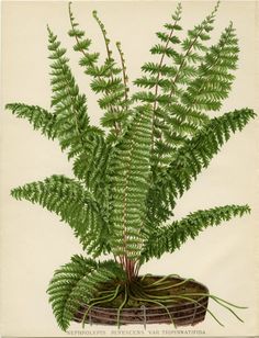 a drawing of a fern plant in a basket