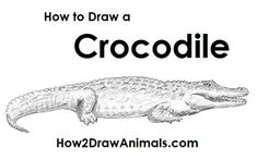 how to draw a crocodile in easy steps