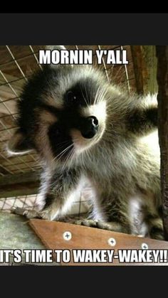 a baby raccoon standing on top of a wooden board