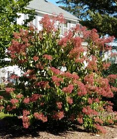 The Tianshan Seven Son Flower planted in a landscape, covered in the greenish-yellow fall leaves and the fuchsia-pink blooms Flower Trees, Soil Types, Flowering Tree, Specimen Trees, Attracting Bees, Small White Flowers, Pollinator Garden, Flower Display, Tall Ships