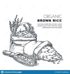 organic brown rice in a sack and spoon on white background with space for text, hand drawn