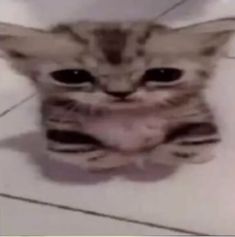 a small kitten sitting on top of a bathroom floor next to a white toilet bowl