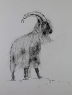 a drawing of a goat standing on top of a hill with long hair and large horns