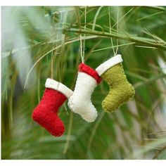 two christmas stockings hanging from a tree branch with green and red stocking on them