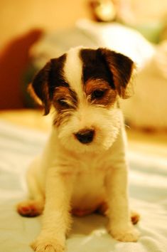 a small white and brown dog sitting on top of a bed