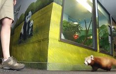 a panda bear is walking in front of a store window with an advertisement on it's side