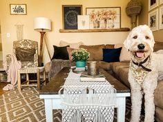 a white dog standing on top of a coffee table in a living room next to a couch